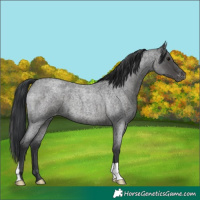 Horse Color:Blue Roan Varnish