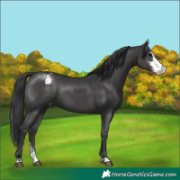 Horse Color:Black Sabino Appaloosa
