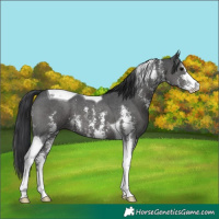 Horse Color:Black Sabino Tobiano 