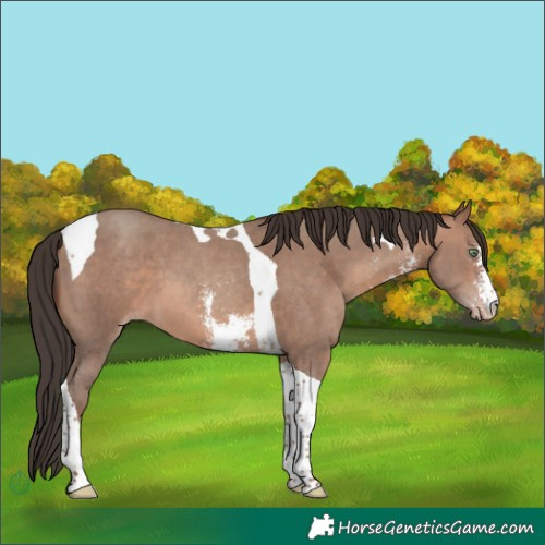 Horse Color:Sable Champagne Sabino Tobiano