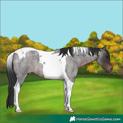 Horse Color:Brown Roan Tobiano 