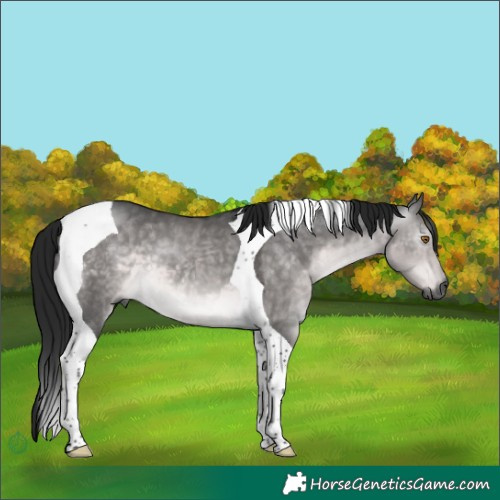 Horse Color:Gray Platinum Buckskin Dun Tobiano