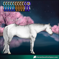 Horse Color:Gray Platinum Silver Buckskin Dun Tobiano 