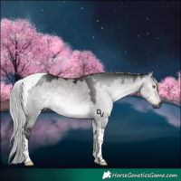 Horse Color:Gray Platinum Silver Buckskin Dun Tobiano 