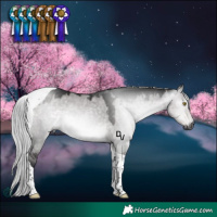 Horse Color:Gray Platinum Silver Buckskin Dun Tobiano 