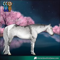 Horse Color:Gray Platinum Silver Buckskin Dun Tobiano 