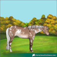 Horse Color:White Spotted Silver Bay Dun Mushroom Rabicano