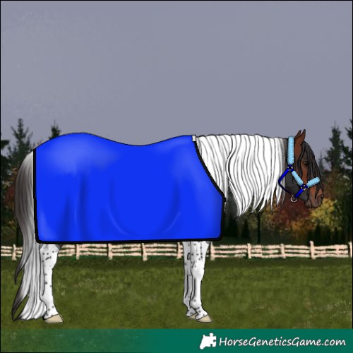 Horse Color:Bay Tobiano
