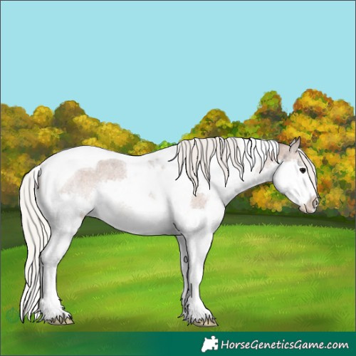 Horse Color:Silver Blue Roan Splash Tobiano Appaloosa Rabicano