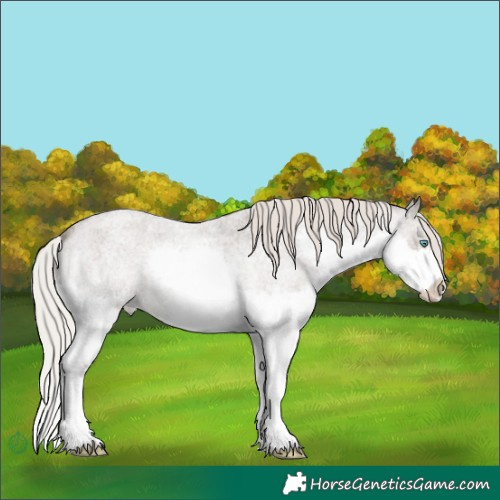 Horse Color:Silver Blue Roan Splash Appaloosa 