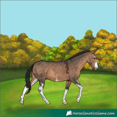 Horse Color:Brown Dun Sabino