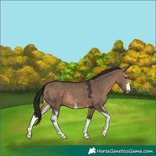 Horse Color:Brown Dun Sabino 