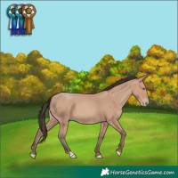 Horse Color:Amber Champagne 