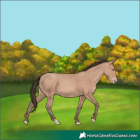 Horse Color:Amber Champagne 