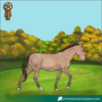 Horse Color:Amber Champagne 