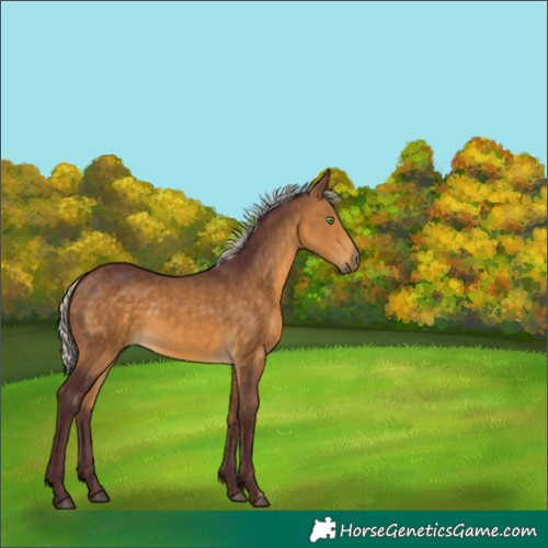 Horse Color:Chocolate Silver Buckskin 