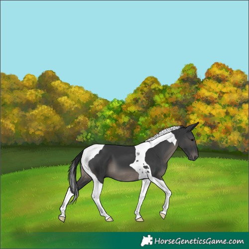 Horse Color:Black Tobiano