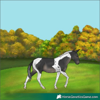Horse Color:Black Tobiano 