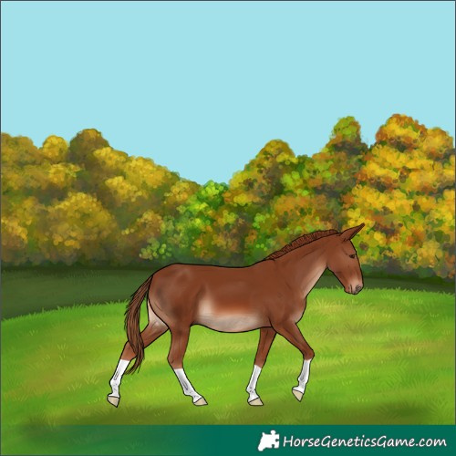 Horse Color:Chestnut 