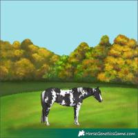 Horse Color:White Spotted Smoky Black