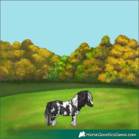 Horse Color:White Spotted Smoky Black 