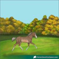 Horse Color:Chocolate Palomino Rabicano
