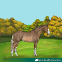 Horse Color:Chocolate Palomino Rabicano 