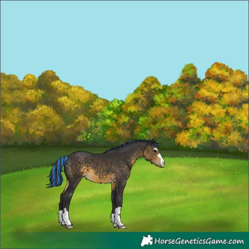 Horse Color:Painted Buckskin 