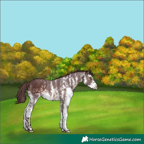 Horse Color:Chocolate Brown Sabino