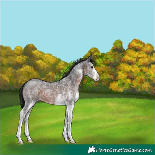 Horse Color:White Spotted Brown Ice 