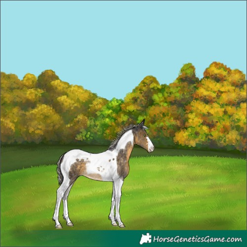 Horse Color:Silver Buckskin Tobiano 