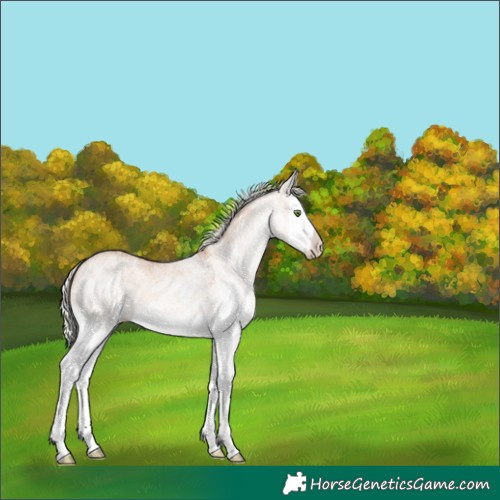 Horse Color:White Spotted Silver Classic Champagne Dun Splash 