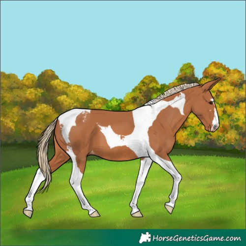 Horse Color:Chestnut Tobiano Appaloosa 
