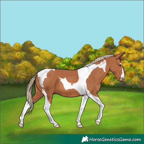 Horse Color:Chestnut Tobiano 