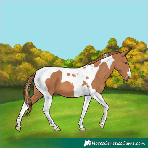 Horse Color:Chestnut Tobiano 