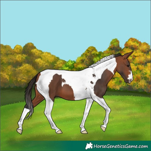 Horse Color:Bay Tobiano 