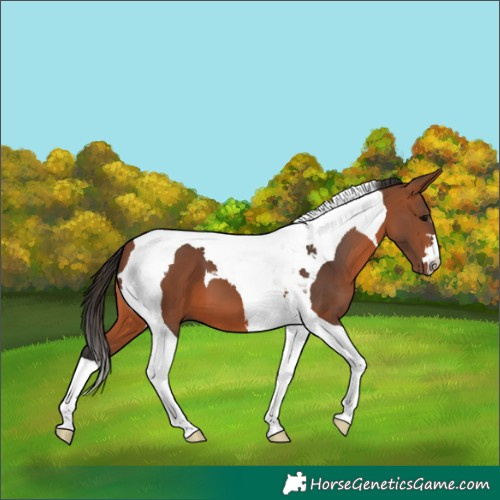 Horse Color:Bay Tobiano