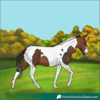 Horse Color:Bay Tobiano