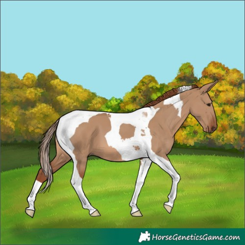 Horse Color:Red Dun Tobiano 