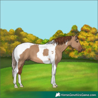 Horse Color:Red Dun Tobiano