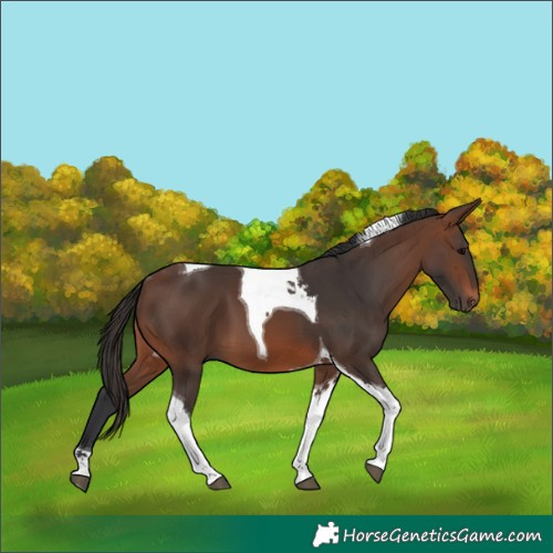 Horse Color:Brown Tobiano 
