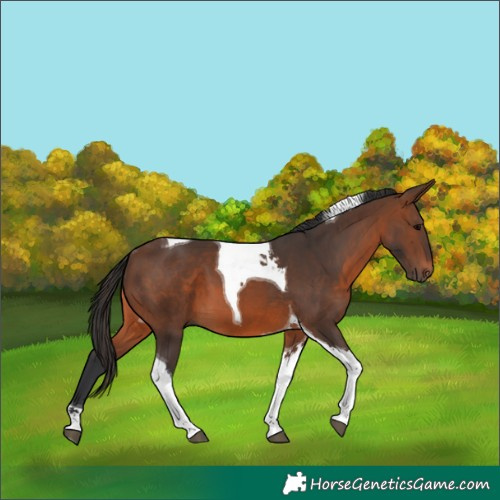 Horse Color:Brown Tobiano 