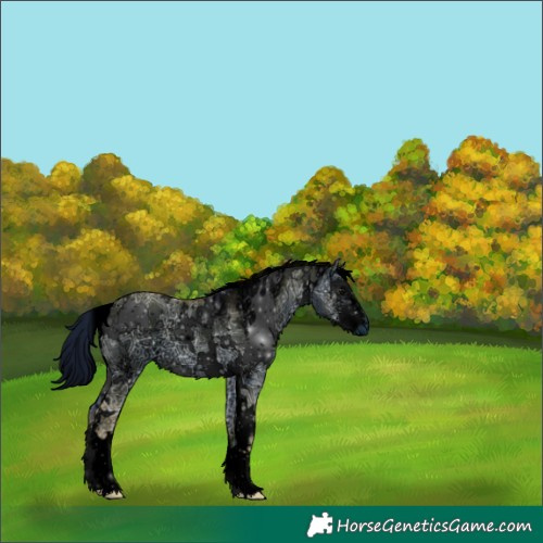 Horse Color:ERROR: UNKNOWN ANOMALY