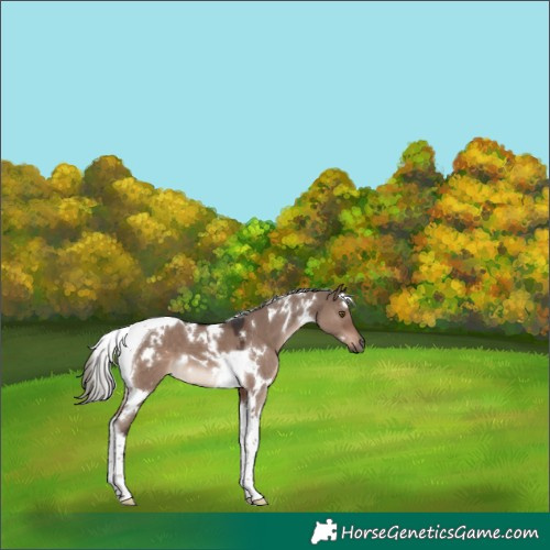 Horse Color:White Spotted Liver Red Dun Mushroom Tobiano 