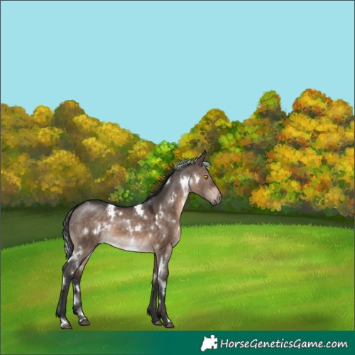Horse Color:White Spotted Brown Dun Mushroom 