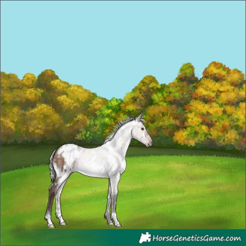 Horse Color:White Spotted Silver Brown Dun Mushroom Brindle 