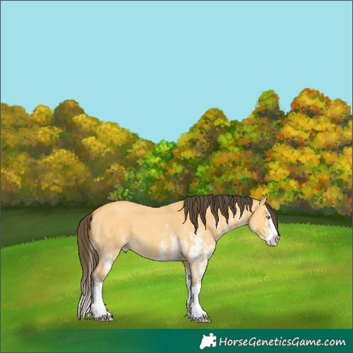Horse Color:White Spotted Amber Cream Champagne Dun Splash 