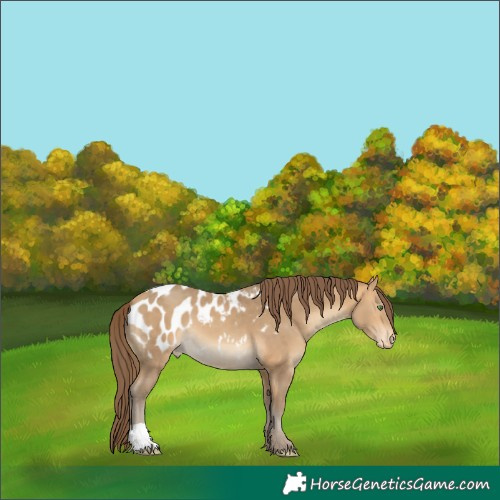 Horse Color:Sable Cream Champagne Appaloosa 