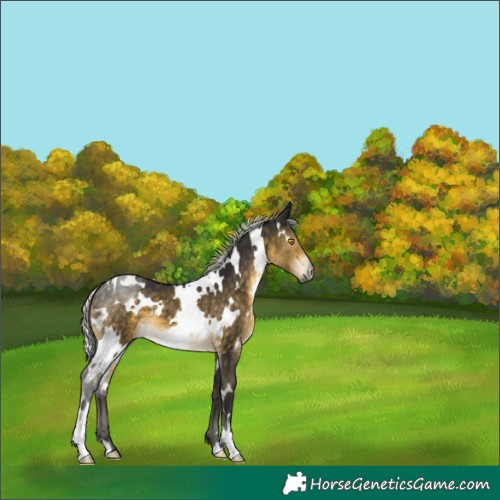 Horse Color:White Spotted Silver Buckskin Mushroom 