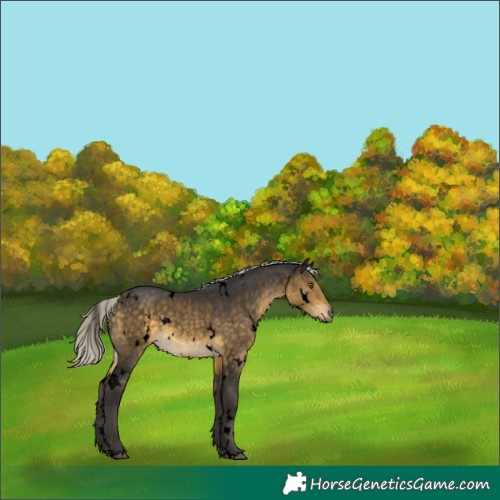 Horse Color:Void White Spotted Silver Buckskin Rabicano 